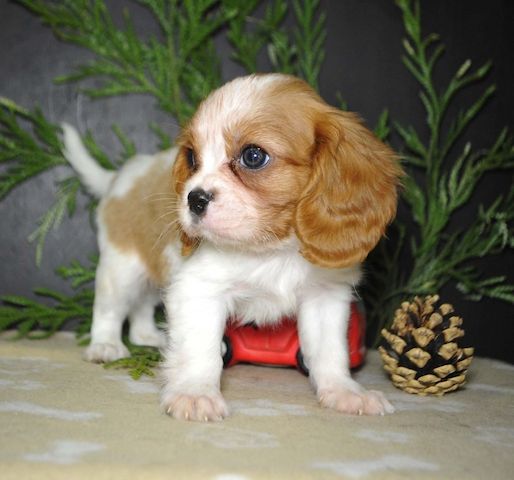 Cavalier King Charles Spaniel Welpen