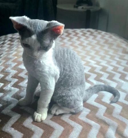 Süße Devon-Rex-Kätzchen zu verkaufen