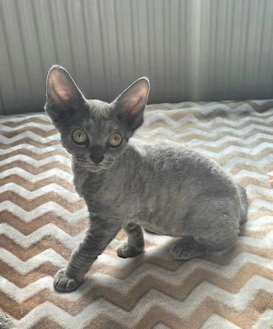 Süße Devon-Rex-Kätzchen zu verkaufen