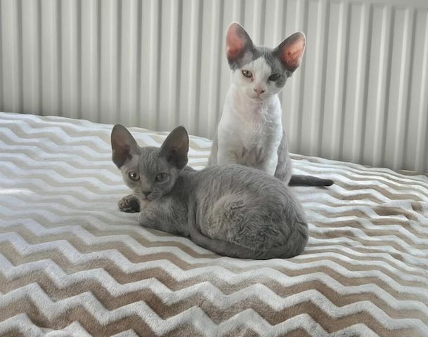 Süße Devon-Rex-Kätzchen zu verkaufen