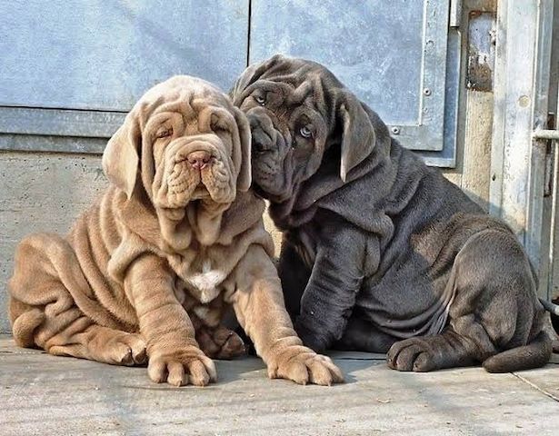 Mastino Napoletano-Welpen. WhatsApp: +44 7469 456352