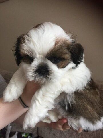 Shih-Tzu-Welpen