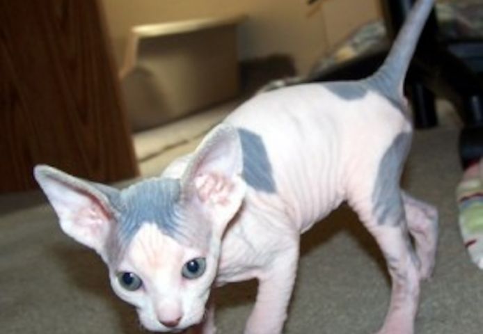 Sphynx-Kätzchen jetzt erhältlich