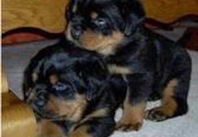 männliche und weibliche Rottweilerwelpen