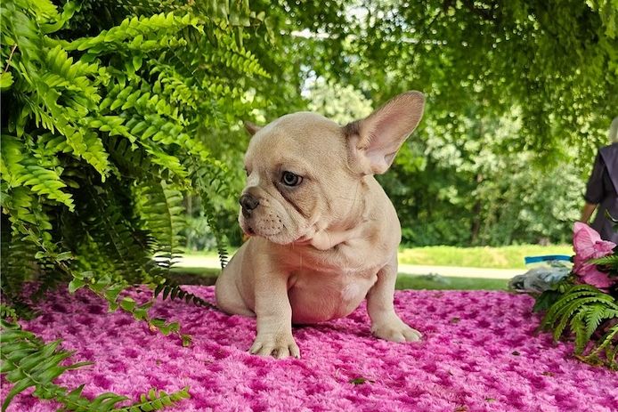 Französische Bulldoggen Welpen (Blue) suchen ein Zuhause
