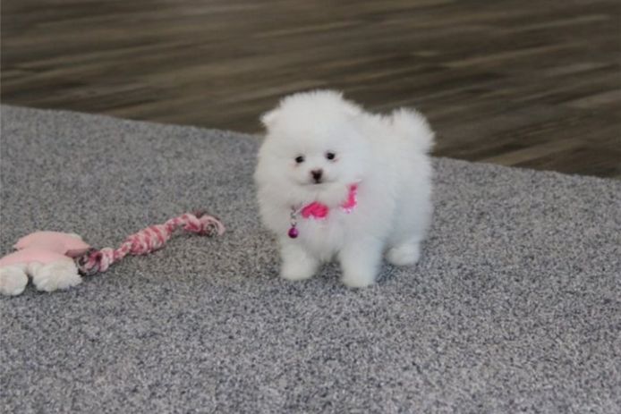 Pomeranian ZwergSpitz Teddy Welpen