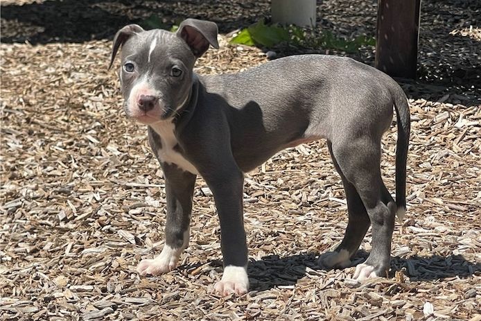 Wunderschöne  American Pitbull welpen  in Blue
