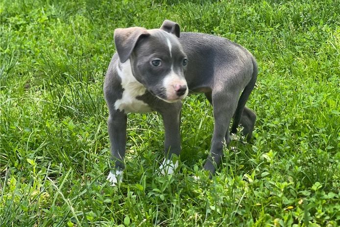Wunderschöne  American Pitbull welpen  in Blue