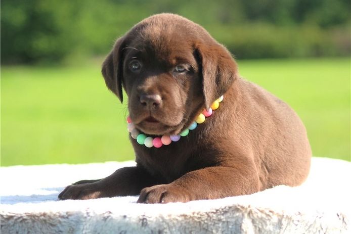 Wunderschöne Labrador Welpen suchen ihr Traumzuhause