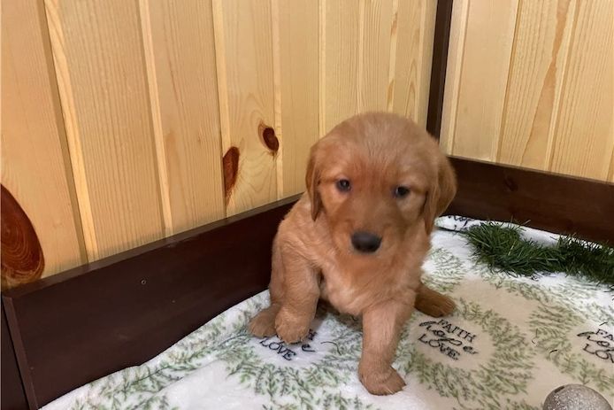 Golden Retriever mit Ahnentafel