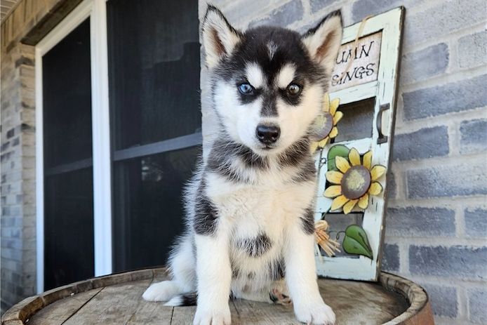 Reinrassige Siberian Husky Welpen