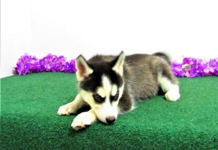 Reinrassige Siberian Husky Welpen