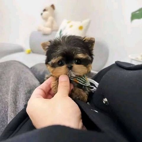 🐾 Yorkshire-Terrier-Welpen 🐾