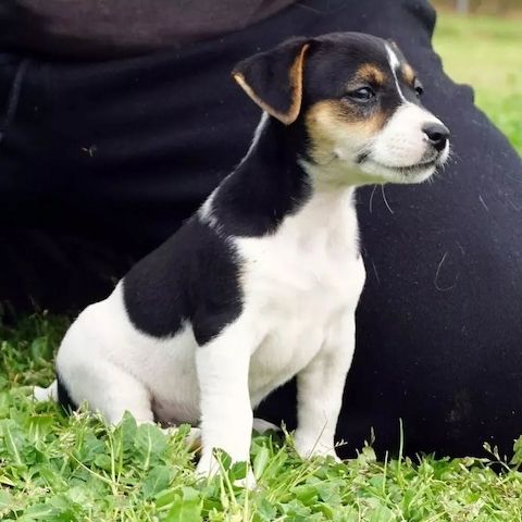 🐾 Jack-Russell-Terrier-Welpen 🐾