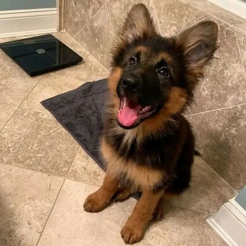 Schäferhund-Welpen abzugeben