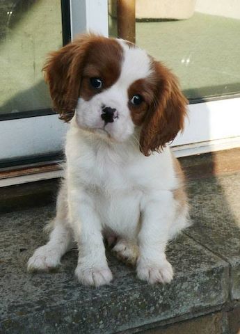🐾 Cavalier King Charles Spaniel-Welpen 🐾