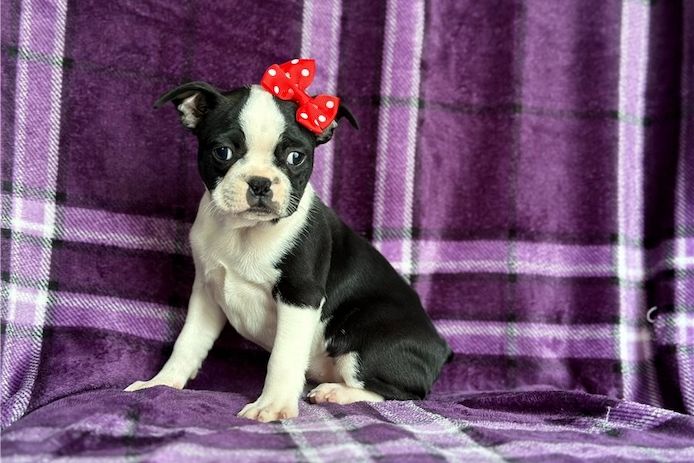 🐾 Boston-Terrier-Welpen 🐾