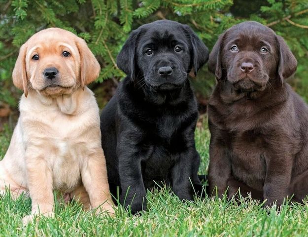 🐾 Labrador-Retriever-Welpen 🐾