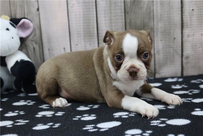 Reinrassige Boston Terrier Welpen.