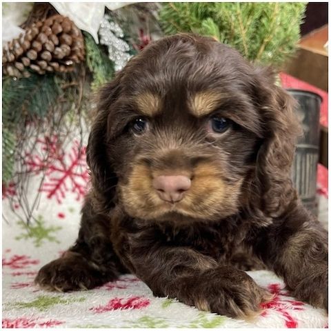 Reinrassige cocker spaniel welpen