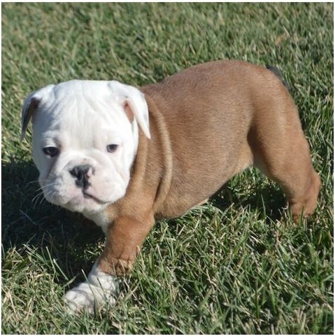 Reinrassige Englische Bulldoggen welpen