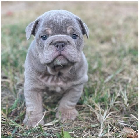 Reinrassige Englische Bulldoggen welpen