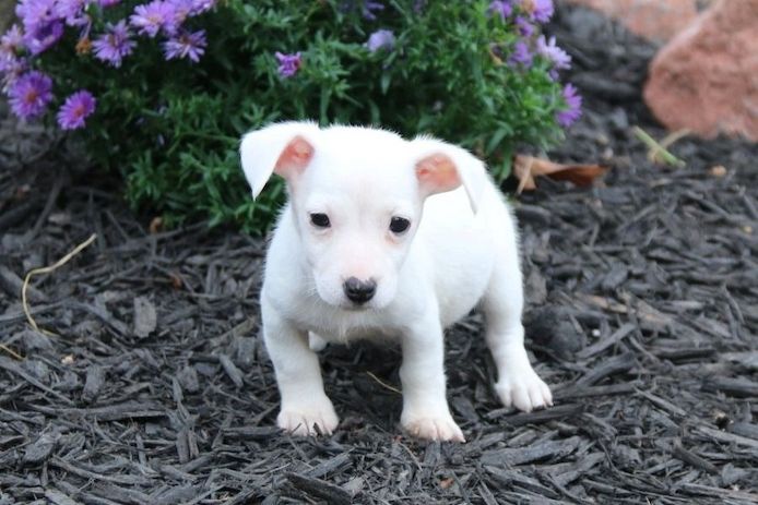 Reinrassige Jack Russell Terrier welpen