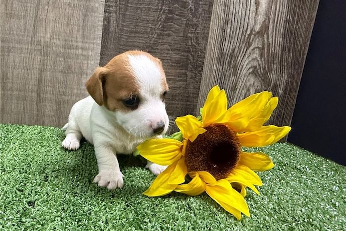 Reinrassige Jack Russell Terrier welpen