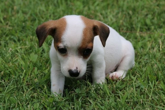 Reinrassige Jack Russell Terrier welpen