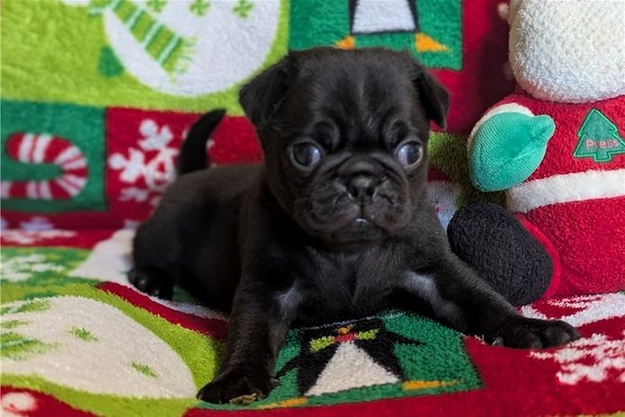 Reinrassige Mops welpen