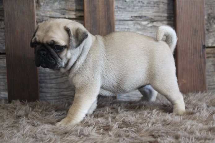 Reinrassige Mops welpen