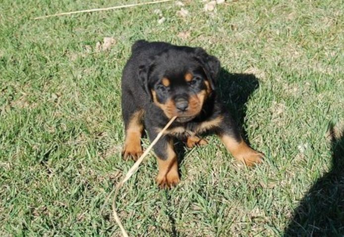 Reinrassige Rottweiler-welpen