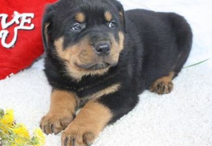 Reinrassige Rottweiler-welpen