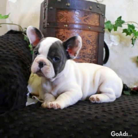 🐾 Französische Bulldoggen-Welpen 🐾