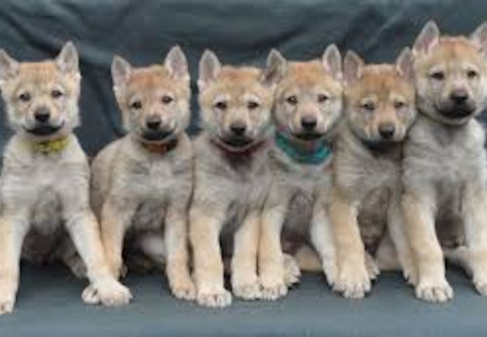 🐾 Welpen des Tschechoslowakischen Wolfhundes 🐾