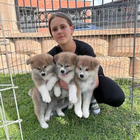 🐾 Akita-Welpen suchen ein Zuhause 🐾