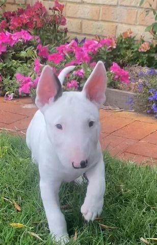 🐾 Bullterrier-Welpen 🐾