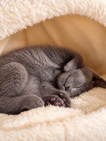 🐾 Kleiner BKH-Kater sucht sein Für-immer-Zuhause ❤️