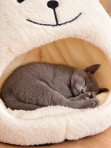 🐾 Kleiner BKH-Kater sucht sein Für-immer-Zuhause ❤️