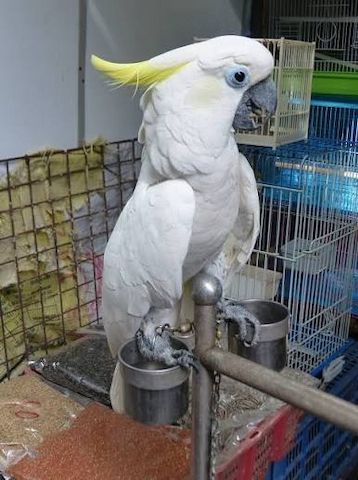 🦜 Gelbhaubenkakadus 💛