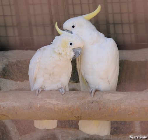 🦜 Gelbhaubenkakadus 💛