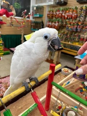 🦜 Gelbhaubenkakadus 💛