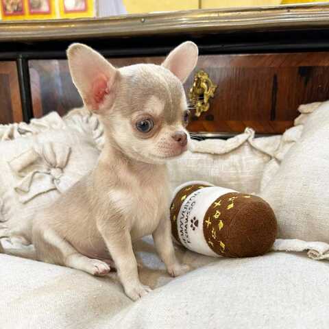 Wunderschöne Chihuahua-Welpen suchen ein liebevolles neues Zuhause