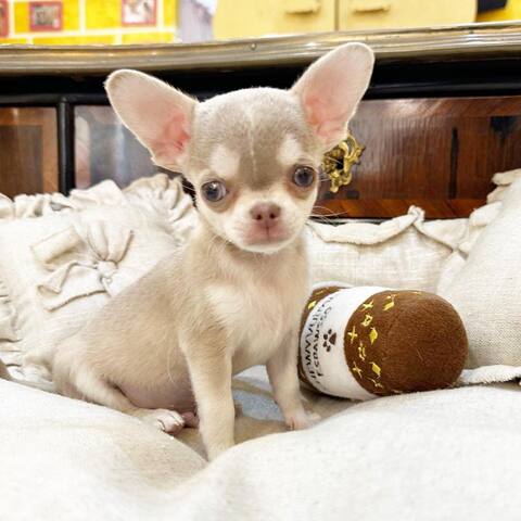 Wunderschöne Chihuahua-Welpen suchen ein liebevolles neues Zuhause