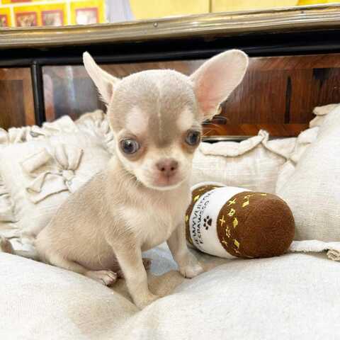 Wunderschöne Chihuahua-Welpen suchen ein liebevolles neues Zuhause