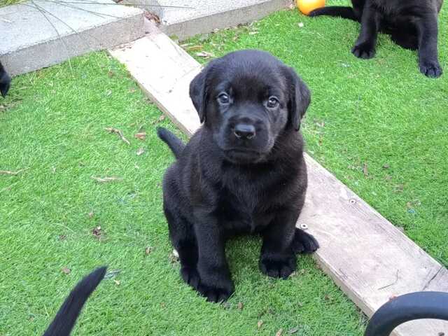 Wunderschöne Labrador-Retriever-Welpen suchen ein liebevolles neues Zuhause