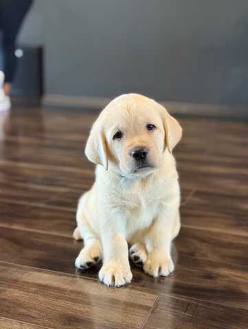 Wunderschöne Labrador-Retriever-Welpen suchen ein liebevolles neues Zuhause
