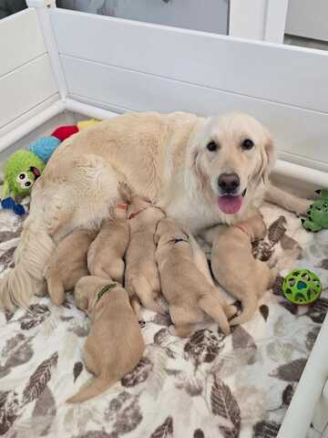 Wunderschöne Golden-Retriever-Welpen suchen ein liebevolles neues Zuhause