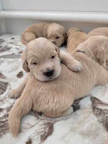 Wunderschöne Golden-Retriever-Welpen suchen ein liebevolles neues Zuhause
