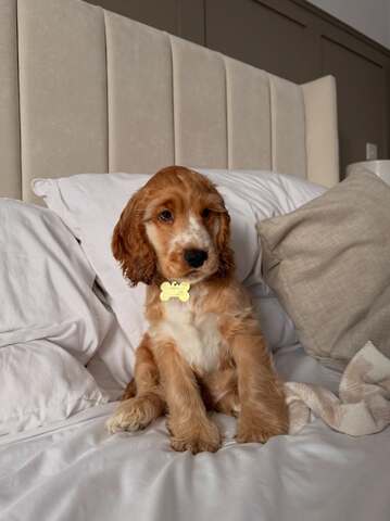 Wunderschöne Cocker-Spaniel-Welpen suchen ein liebevolles neues Zuhause